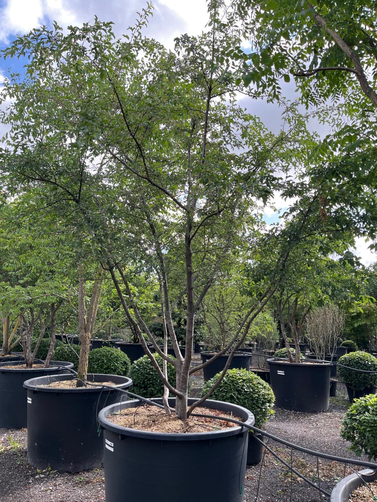 Malus toringo 'Brouwers Beauty' Theeappel ‘Brouwers Beauty’ hoogte 350/400 cm in container