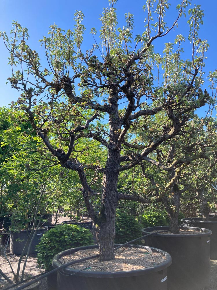 Pyrus c. 'Gieser Wildeman' Stoofpeer ‘Gieser Wildeman’ hoogte 200/250 cm in container
