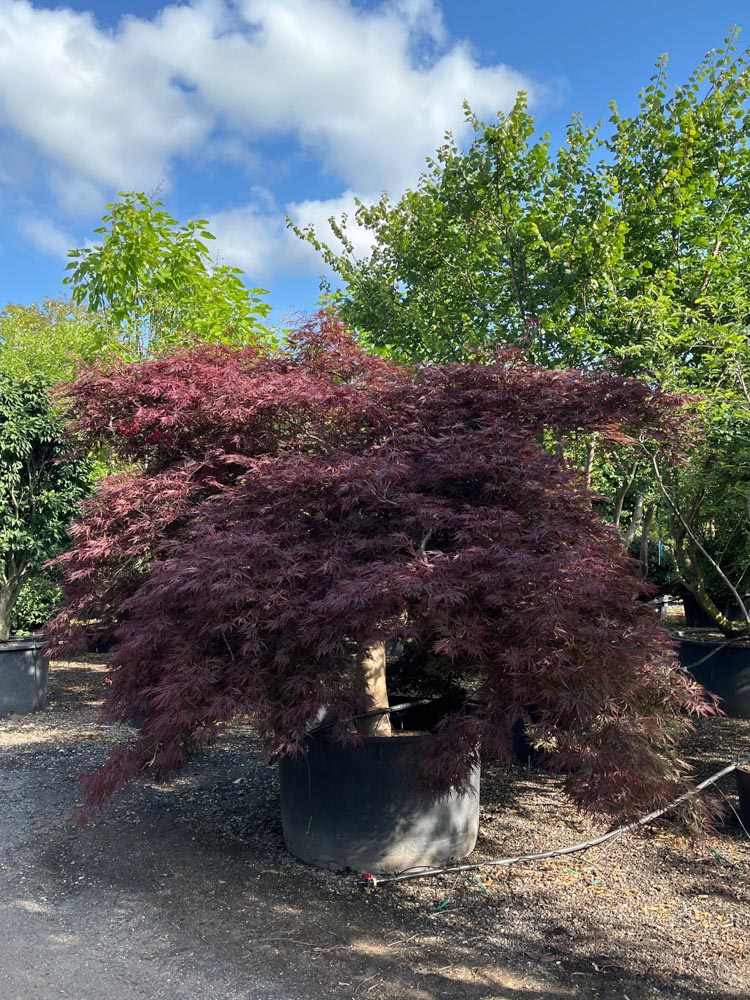 Acer p. 'Dissectum Nigrum' Fijnbladige Japanse esdoorn ‘Dissectum Nigrum’ diameter 45-50 cm in container