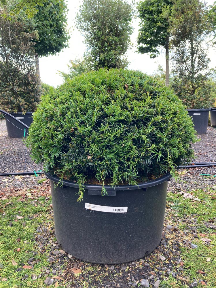 Taxus media 'Groenland' Taxus ‘Groenland’ hoogte 100 cm in container