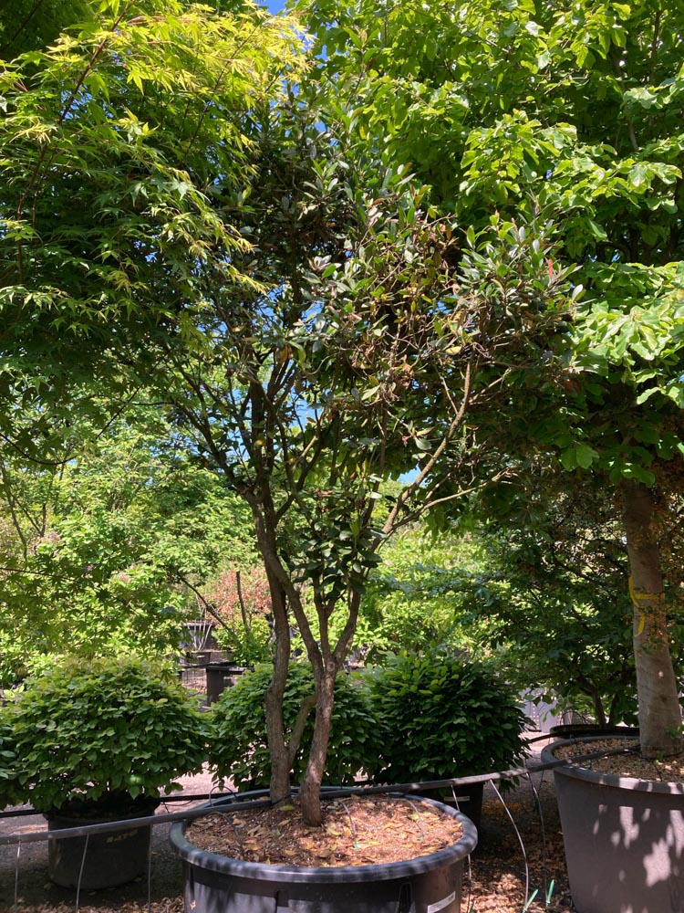 Arbutus unedo 'Atlantic' Aardbeiboom ‘Atlantic’ hoogte 200/250 cm in container