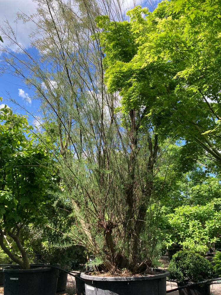 Tamarix tetrandra Tamarisk hoogte 500/600 cm in container