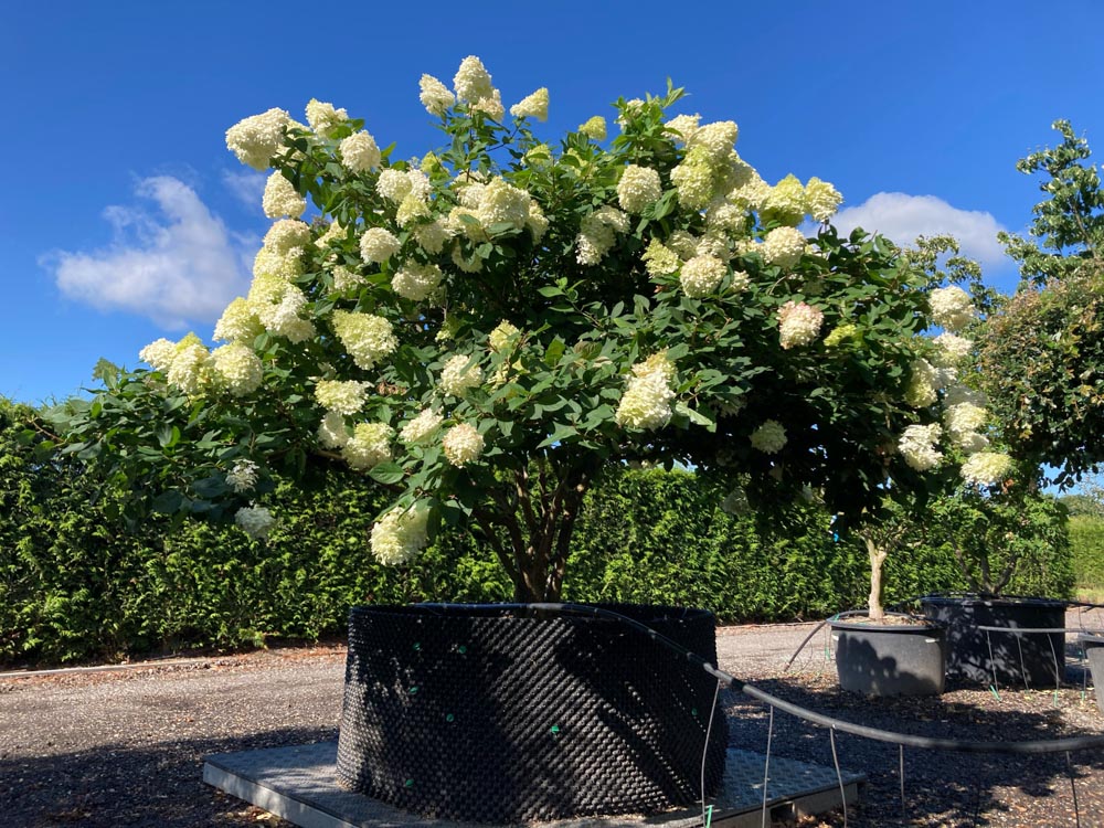 Hydrangea pan. 'Limelight' Pluimhortensia ‘Limelight’ hoogte 200/250 cm in container