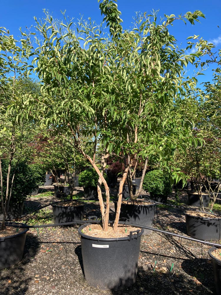 Heptacodium miconioides Arbre à sept soleils hauteur 200/250 cm en conteneur