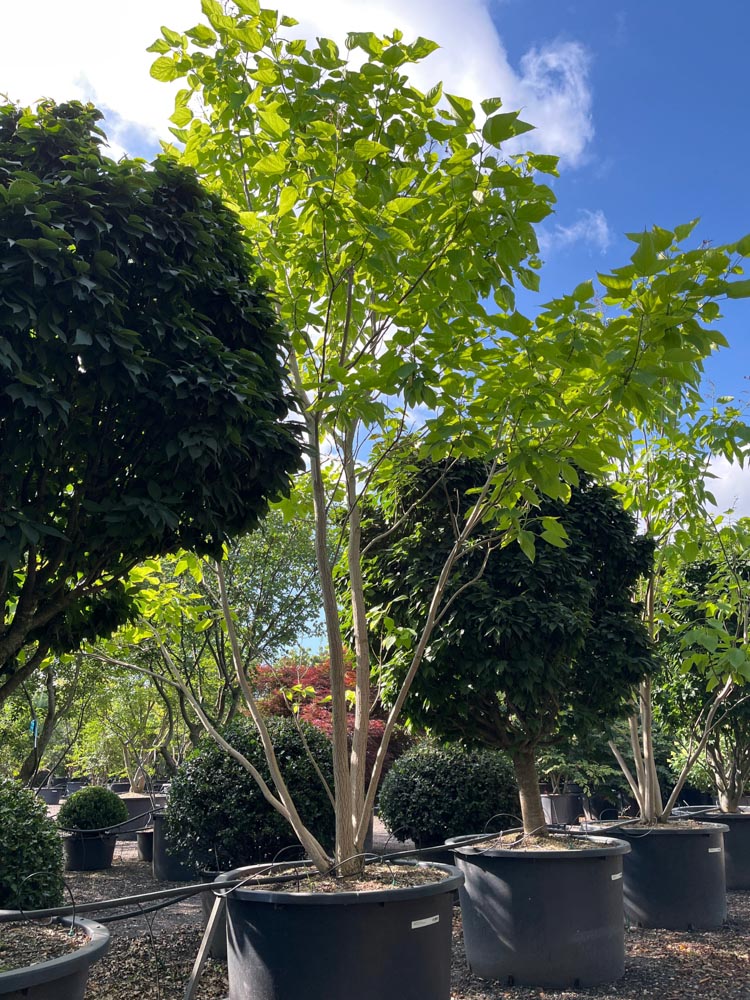 Catalpa bignonioides Trompetboom hoogte 400/450 cm in container