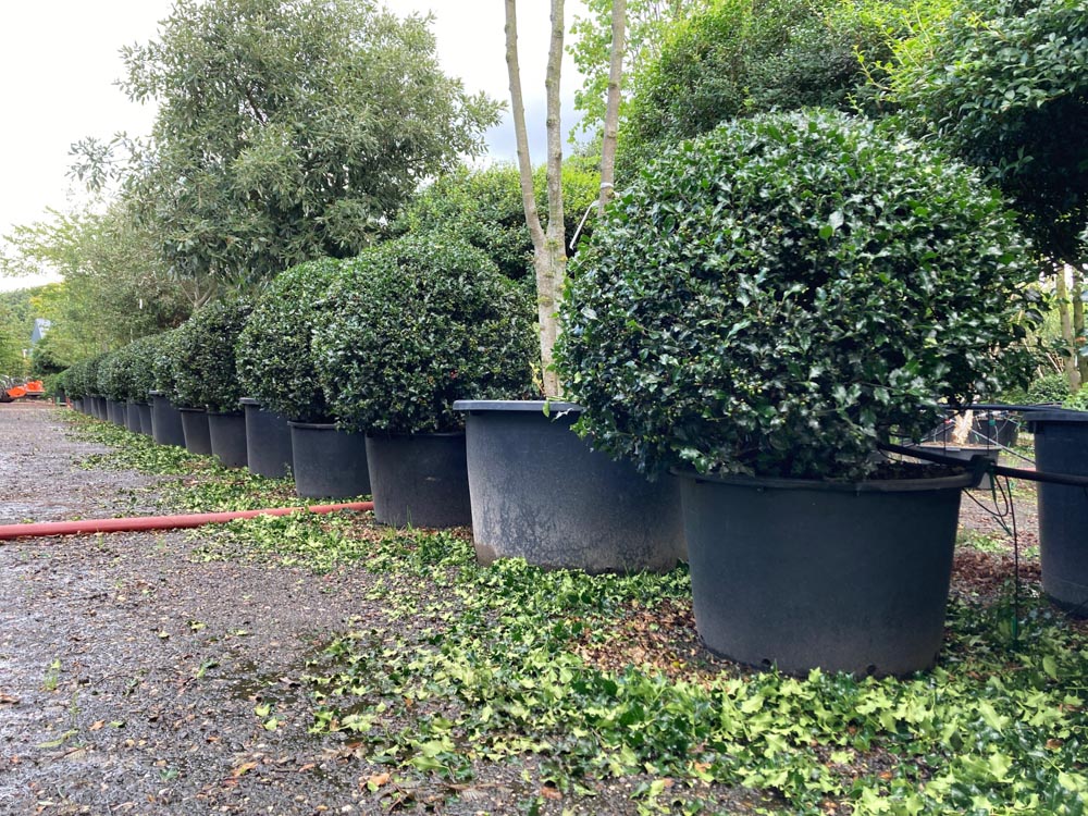 Ilex meserveae Blauwe hulst hoogte 120 cm in container