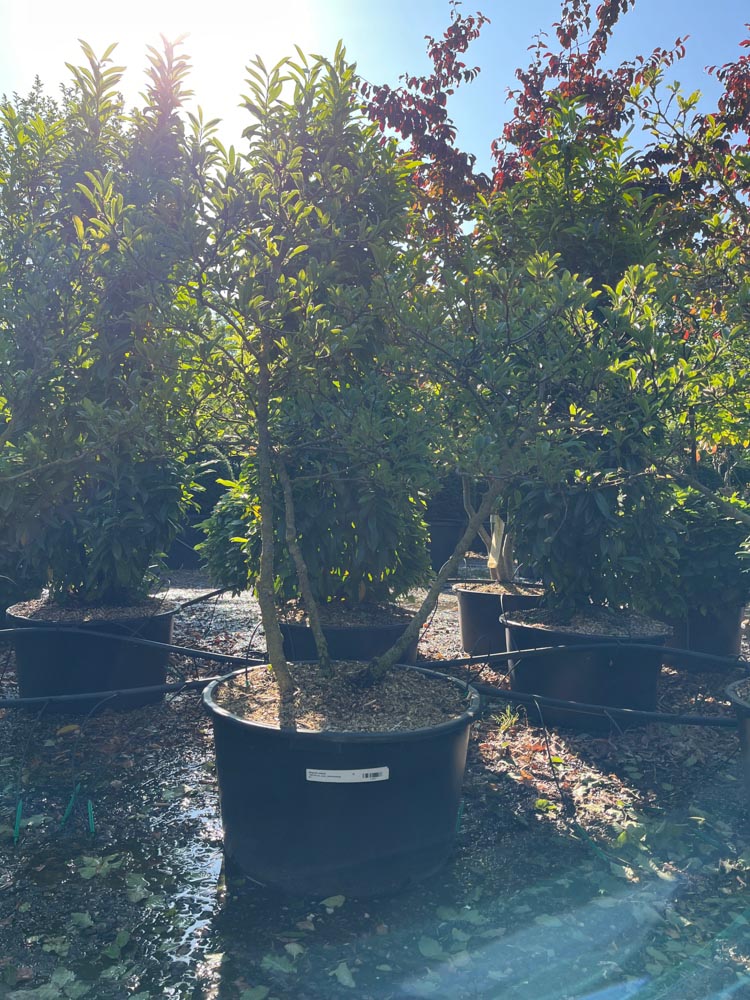 Magnolia stellata Stermagnolia hoogte 100/125 cm in container