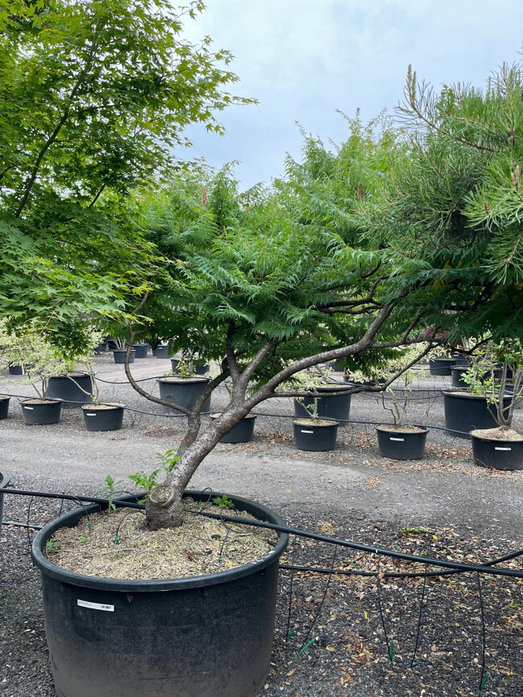 Rhus typhina 'Dissecta' Fluweelboom ‘Dissecta’ hoogte 250/300 cm in container