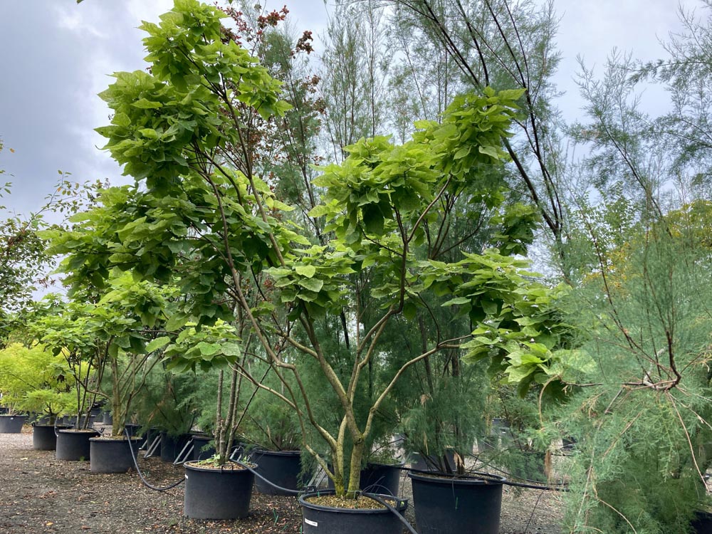 Catalpa speciosa 'Pulverulenta' Gespikkelde trompetboom hoogte 300/350 cm in container
