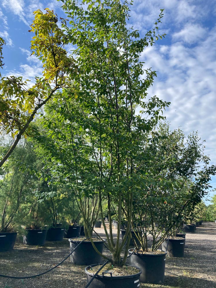 Ostrya carpinifolia Hopbeuk hoogte 400/450 cm in container