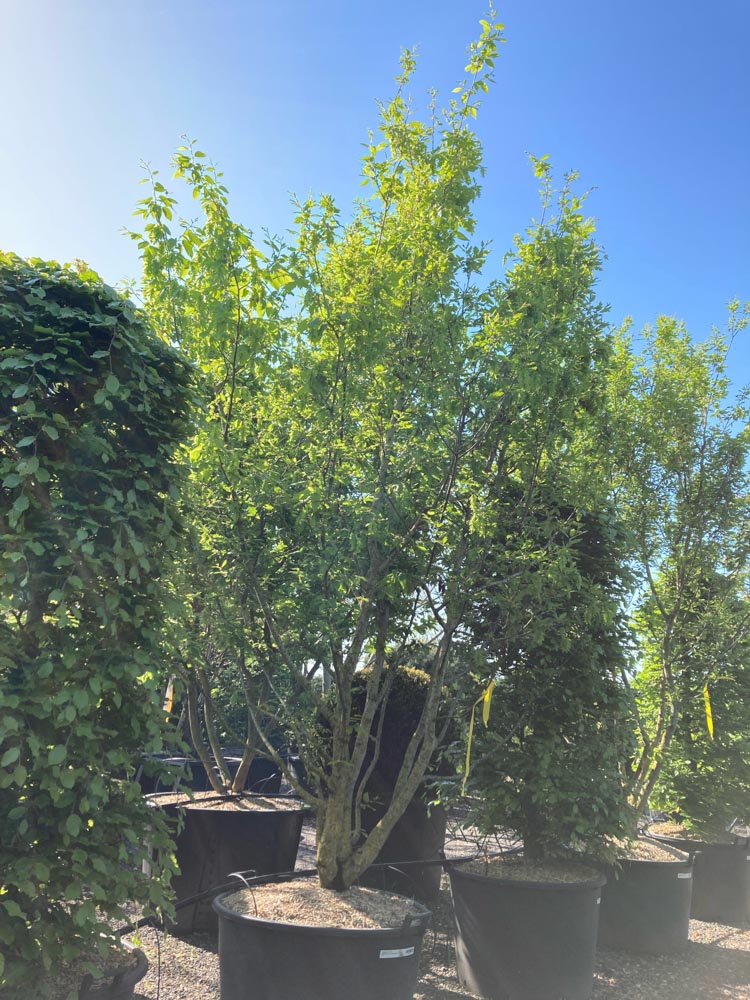 Carpinus bet. 'Incisa' Haagbeuk ‘Incisa’ hoogte 300/350 cm in container