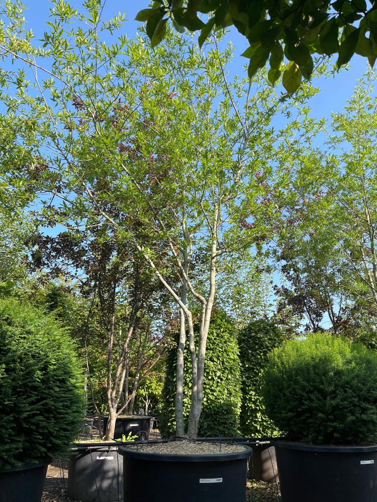 Quercus phellos Wilgbladige eik hoogte 450/500 cm in container