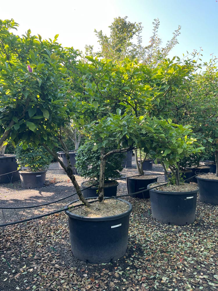 Magnolia l. 'Nigra' Beverboom ‘Nigra’ hoogte 200/250 cm in container