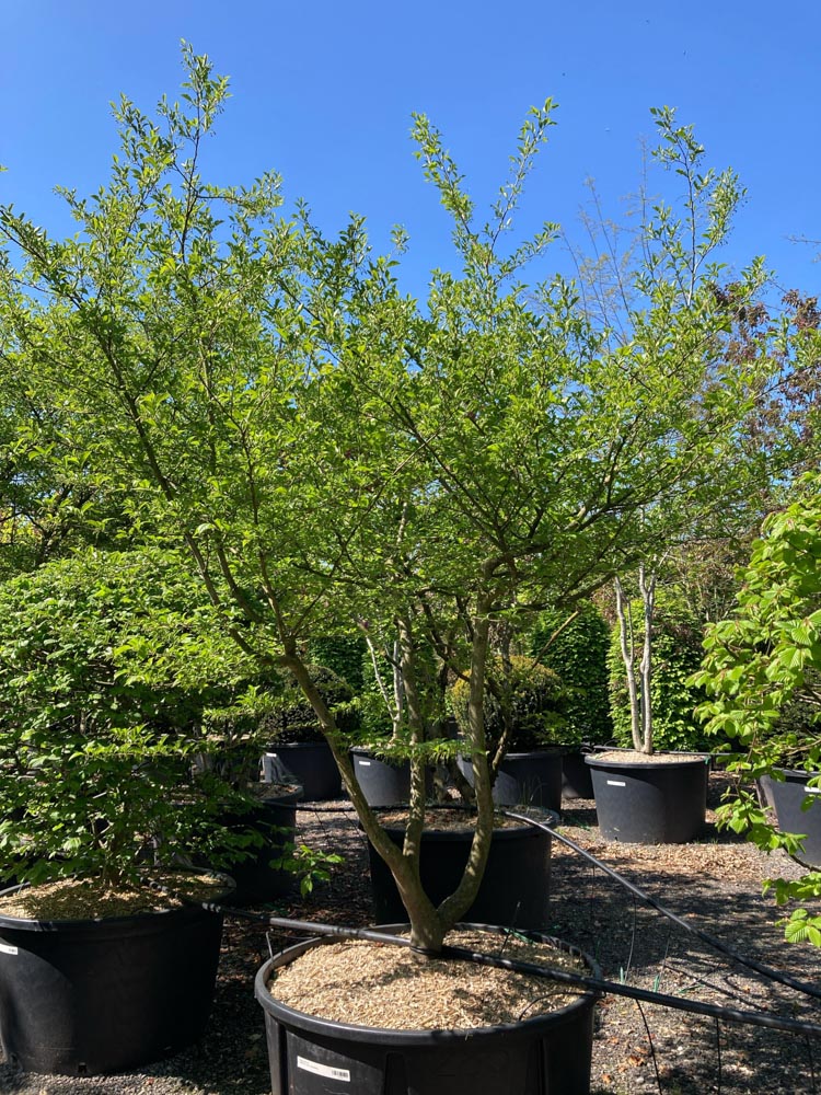 Styrax japonica Japanse storaxboom hoogte 250/300 cm in container