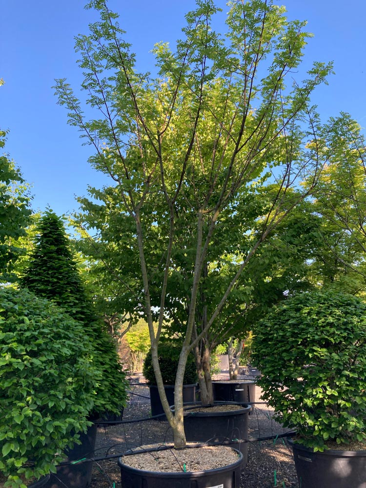 Robinia viscosa Kleefacacia hoogte 400/450 cm in container