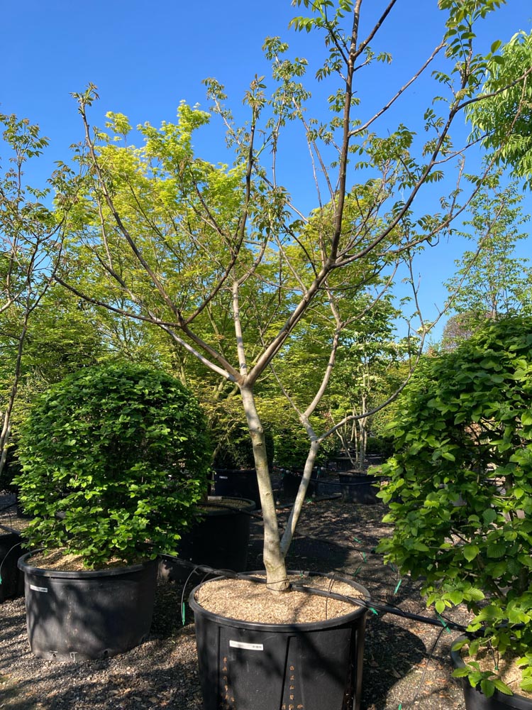 Juglans regia Noyer hauteur 300/350 cm en conteneur