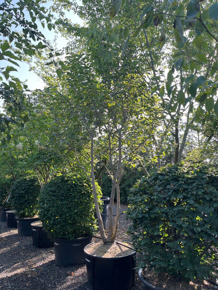 Magnolia 'Goldstar' Magnolia ‘Goldstar’ hoogte 350/400 cm in container