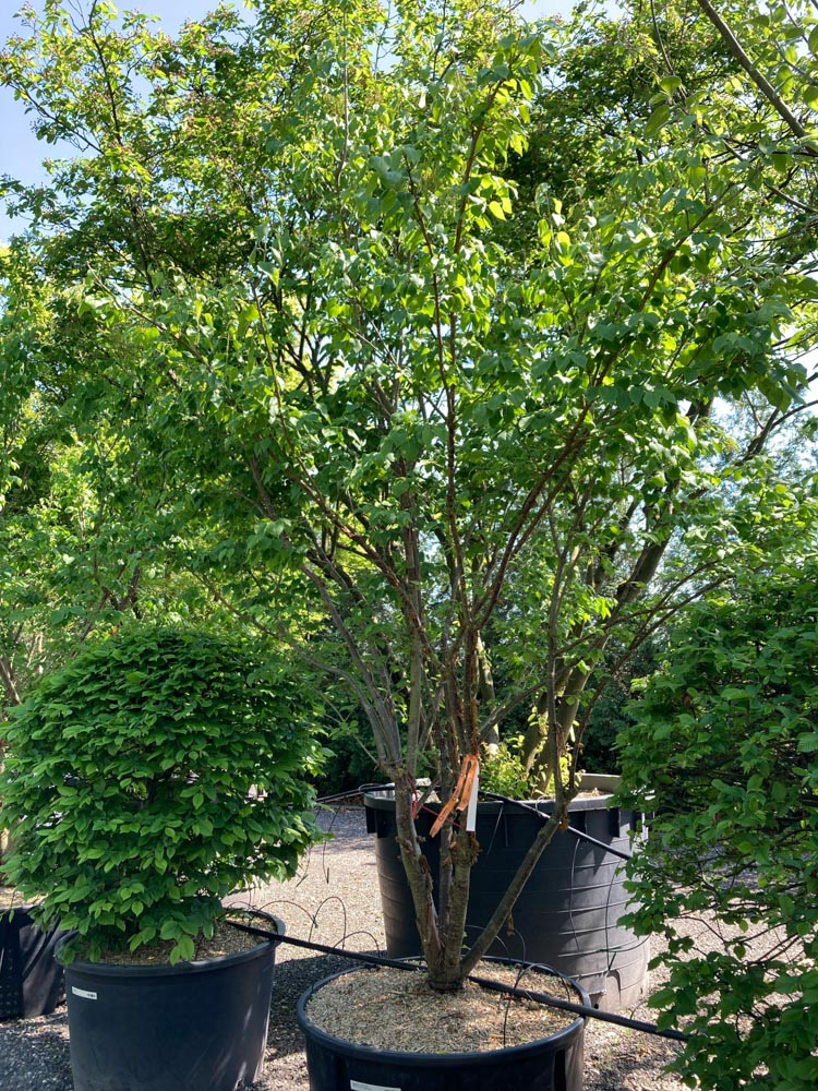 Syringa p. 'China Snow' Flieder ‘China Snow’ Höhe 300/350 cm im Container