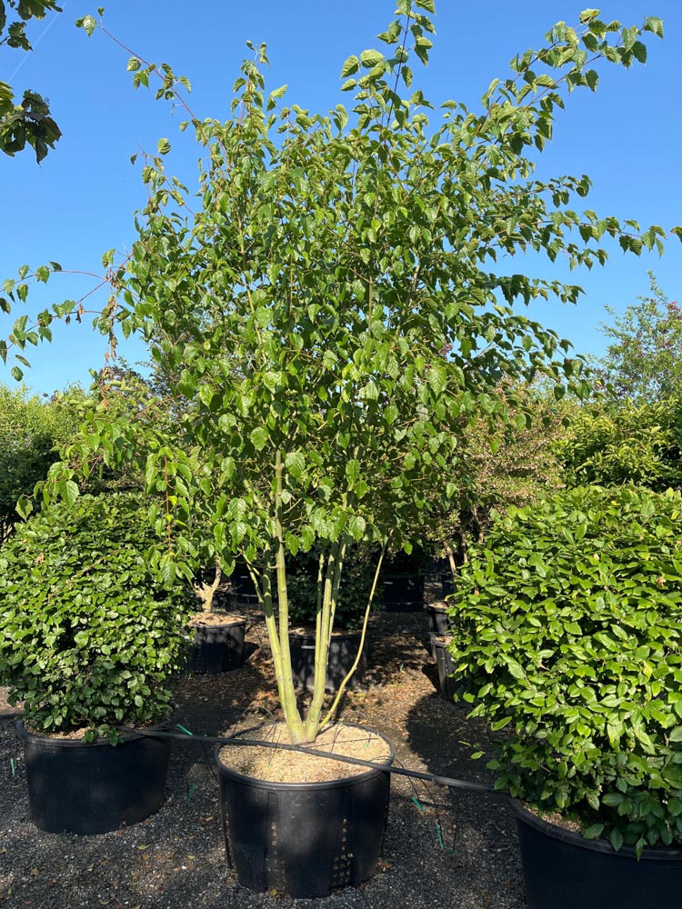 Acer davidii Slangenhuidesdoorn hoogte 350/400 cm in container