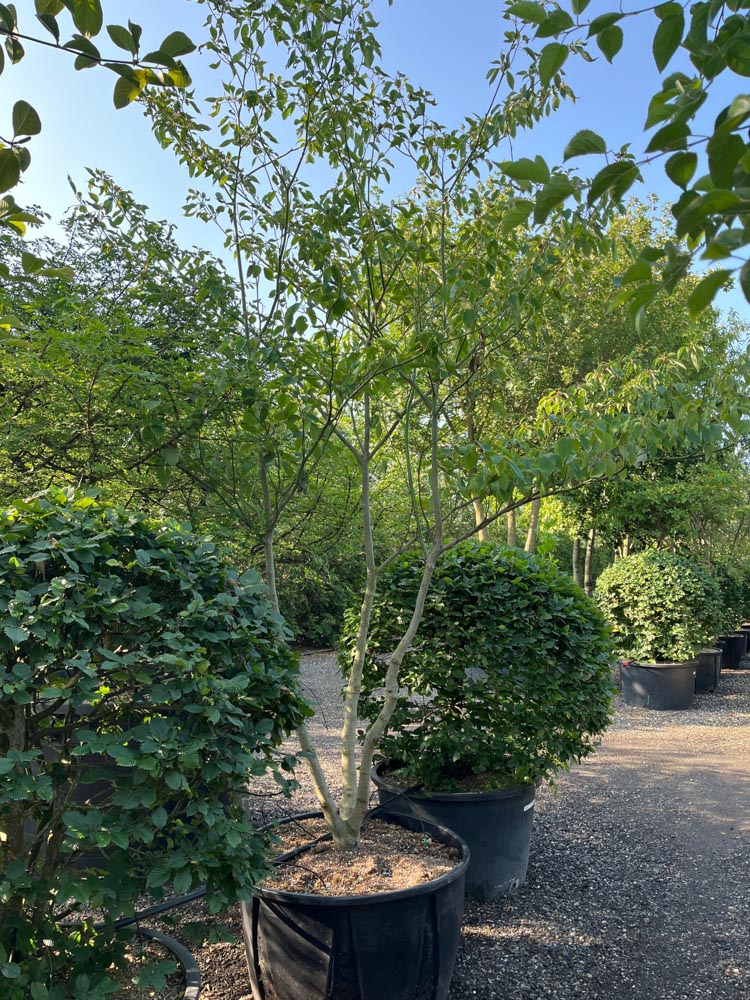 Cornus controversa Gelaagde kornoelje hoogte 350/400 cm in container