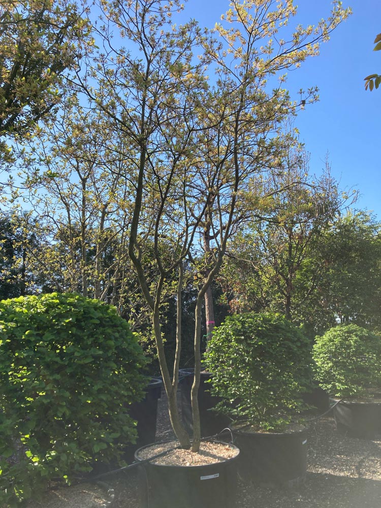 Sassafras albidum Sassafrasboom hoogte 400/450 cm in container