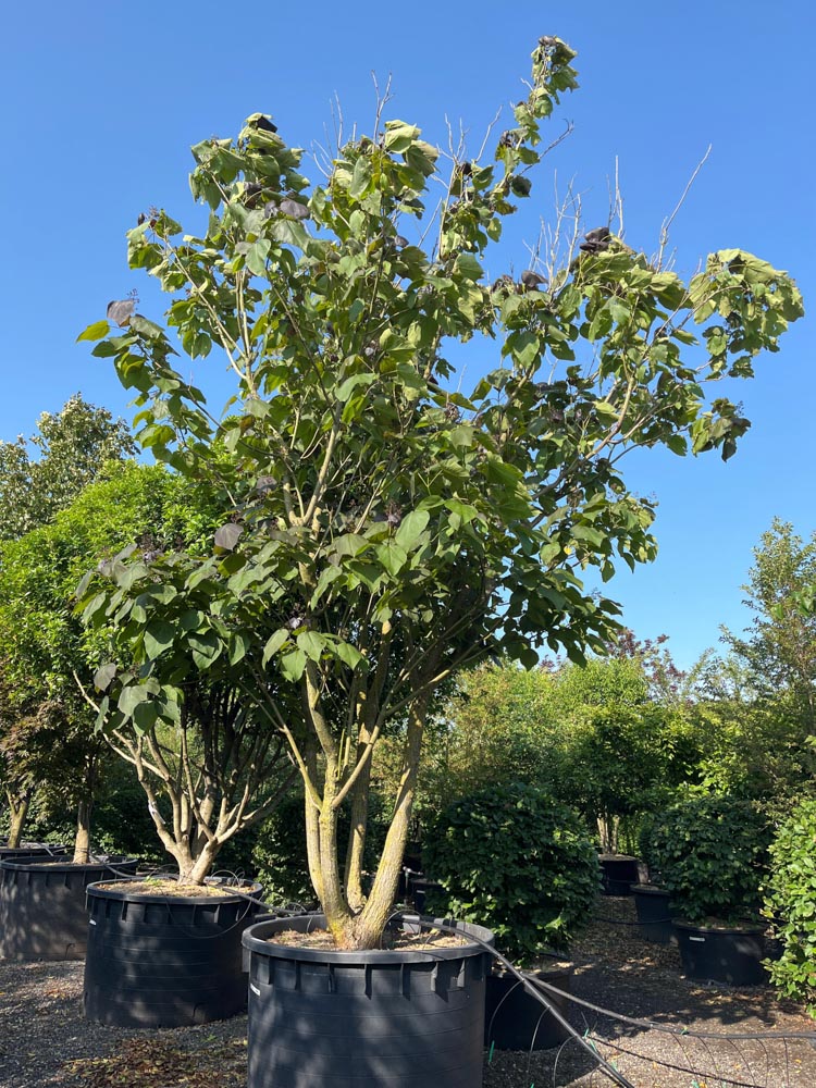 Catalpa erubescens 'Purpurea' Roodbladige trompetboom hoogte 500/600 cm in container