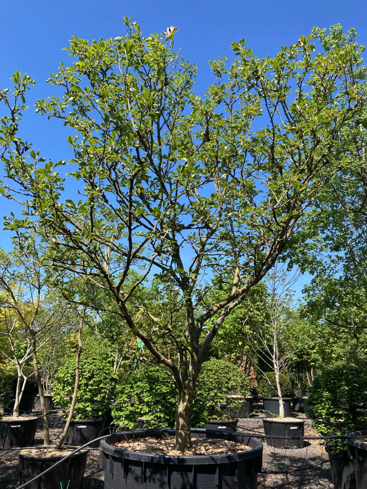 Magnolia Chameleon Magnolia ‘Chameleon’ hoogte 400/450 cm in container