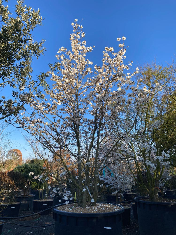 Magnolia loebneri 'Merrill' Magnolia ‘Merrill’ hoogte 400/450 cm in container