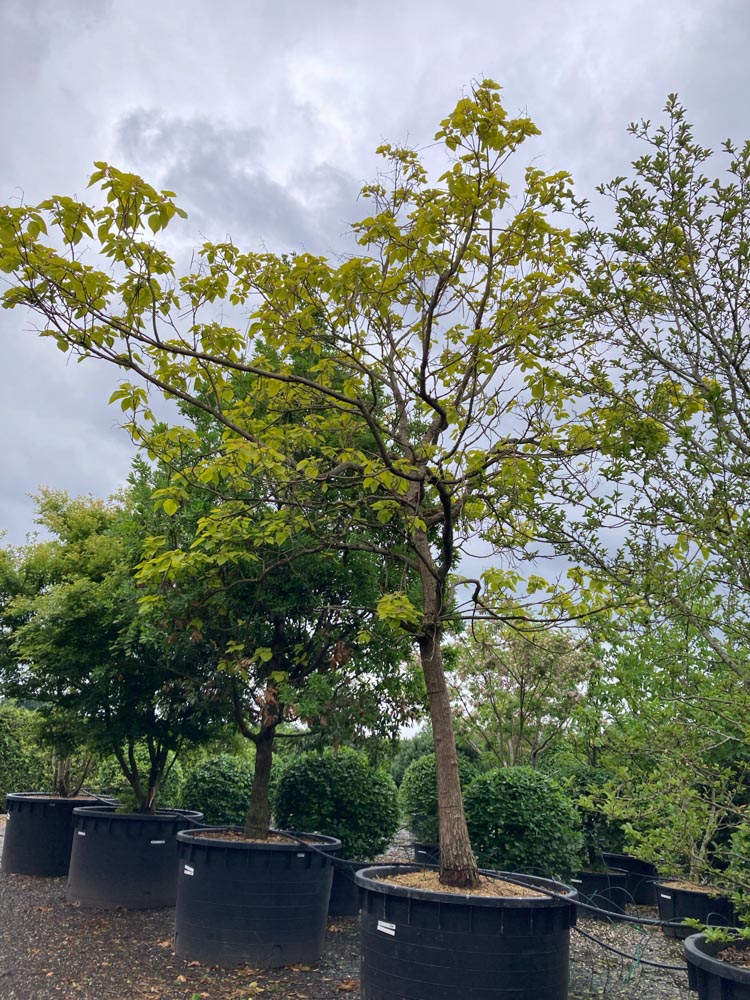 Catalpa bignonioides Aurea Arbre à trompette jaune d'or diamètre 45-50 cm en conteneur