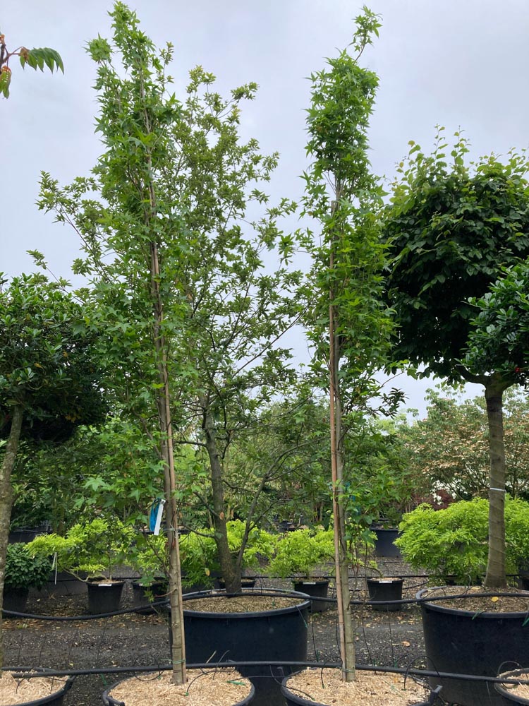 Liquidambar styraciflua Slender Silhouette Zuilamberboom ‘Slender Silhouette’ hoogte 400/450 cm in container