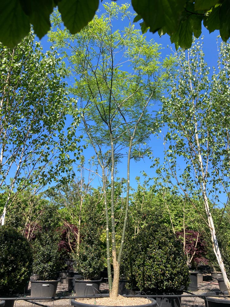 Styphnolobium japonicum Honingboom hoogte 350/400 cm in container