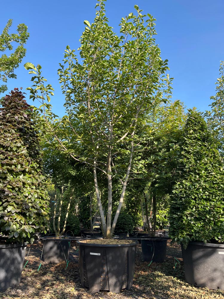 Magnolia 'Spectrum' Magnolia ‘Spectrum’ hoogte 400/450 cm in container