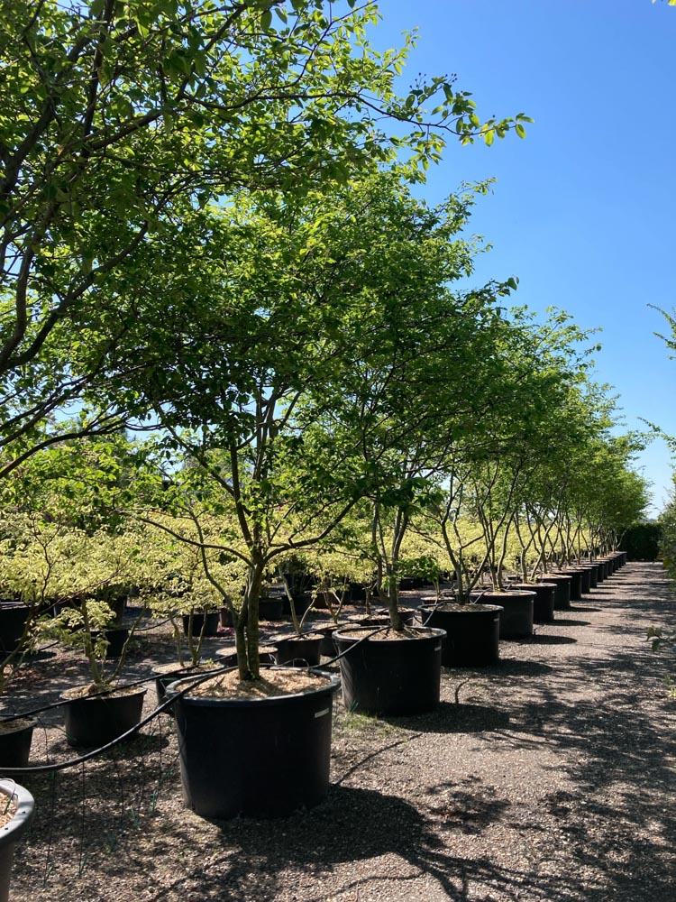 Amelanchier lamarckii Krentenboom hoogte 300/350 cm in container