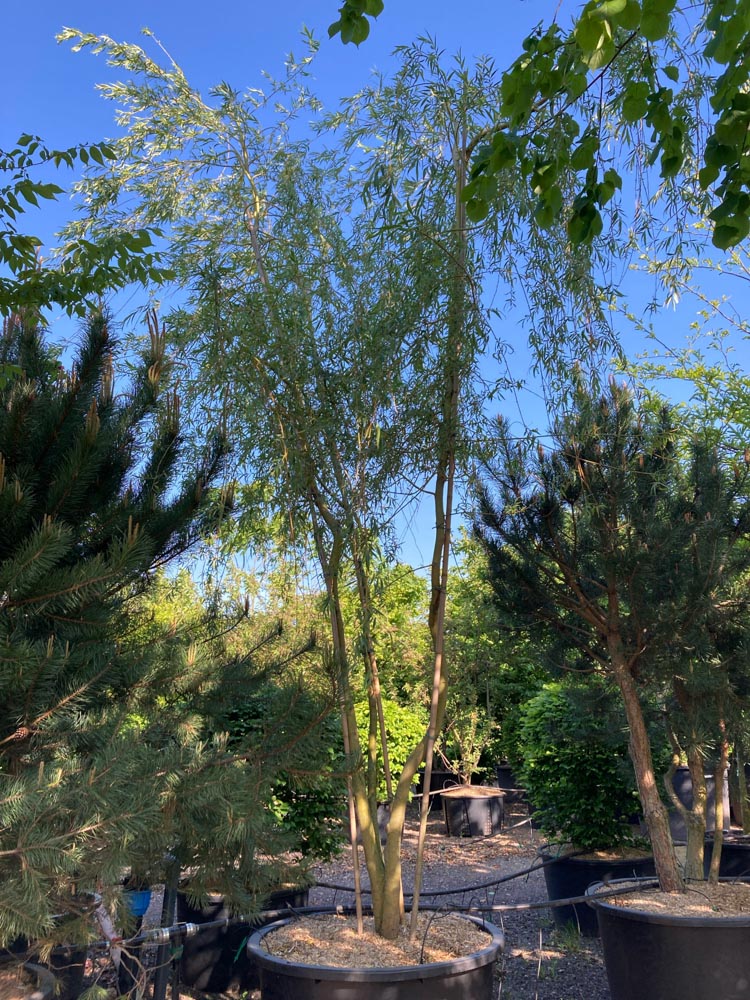 Salix sepulcralis 'Chrysocoma' Gouden treurwilg hoogte 450/500 cm in container