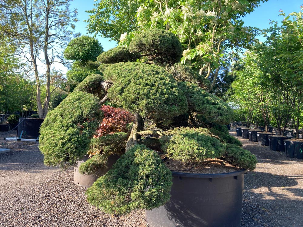 Juniperus chinensis Chinese jeneverbes hoogte 150 cm in container