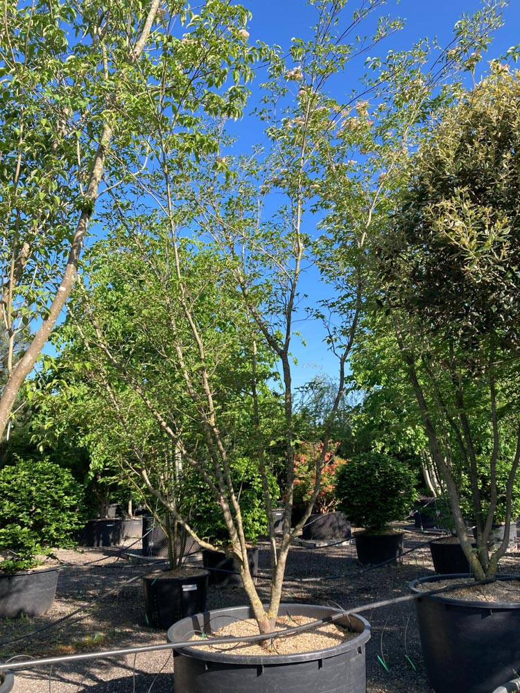 Cornus k. 'Weisse Fontaine' Cornouiller à fleurs japonaises ‘Weisse Fontaine’ hauteur 350/400 cm en conteneur