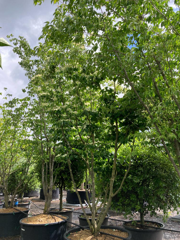 Cornus k. 'Schmetterling' Japanse bloemkornoelje ‘Schmetterling’ hoogte 350/400 cm in container