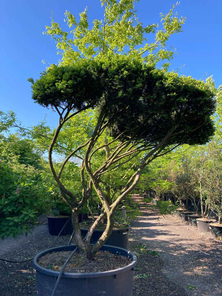 Taxus media 'Hicksii' Zuiltaxus ‘Hicksii’ hoogte 200/225 cm in container