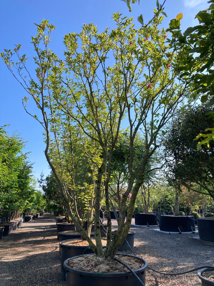 Magnolia 'Betty' Magnolia ‘Betty’ hoogte 350/400 cm in container