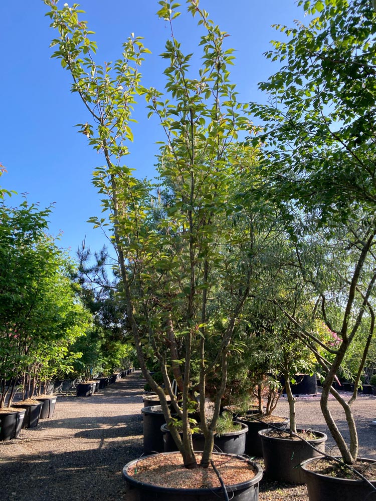 Prunus serrulata  Kanzan Japanse sierkers ‘Kanzan’ hoogte 400/450 cm in container