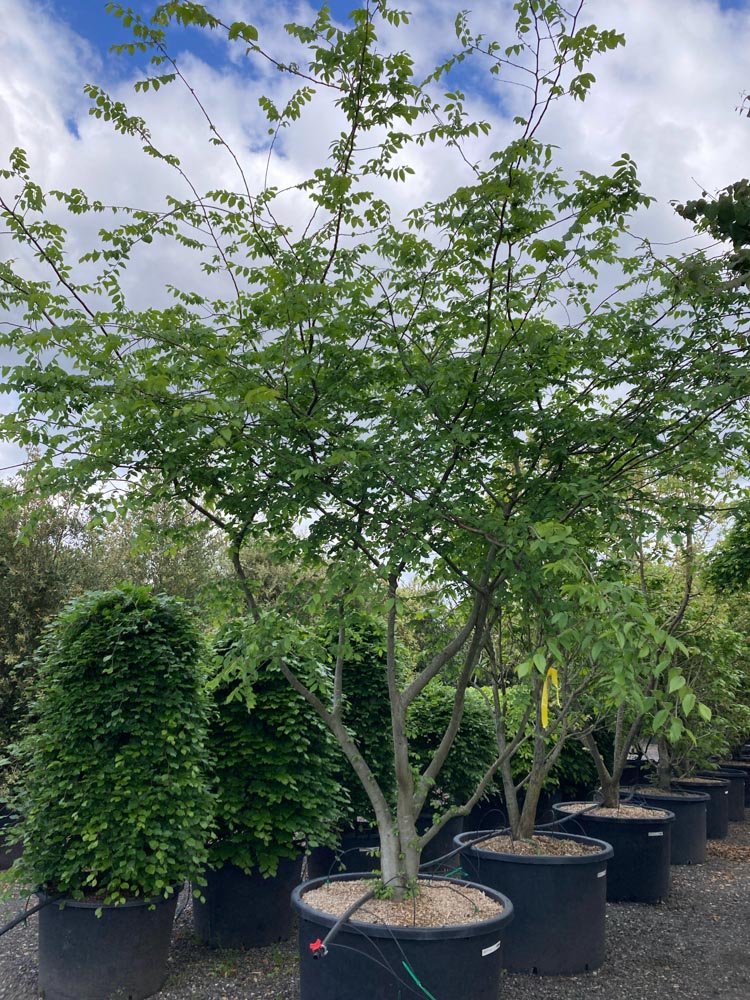 Zelkova carpinifolia Kaukasische zelkova hoogte 300/350 cm in container