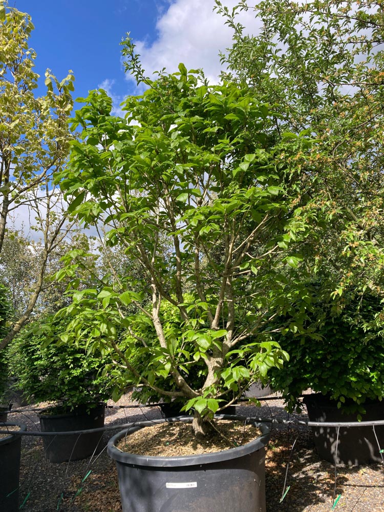 Quercus pontica Pontische eik hoogte 200/250 cm in container