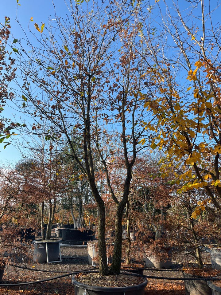 Quercus pubescens Donzige eik hoogte 450/500 cm in container