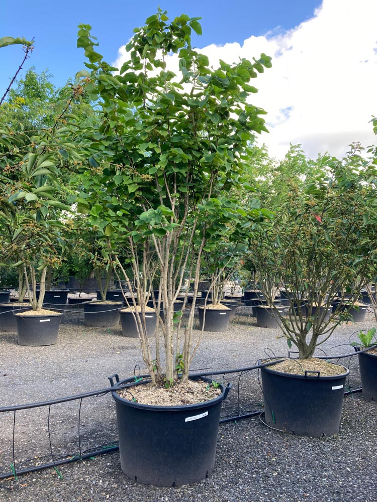 Cercis chinensis 'Avondale' Arbre de Judée chinois ‘Avondale’ hauteur 300/350 cm en conteneur