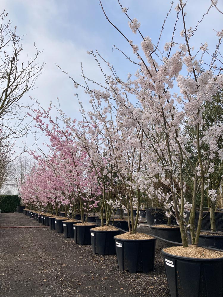 Prunus yedoensis Tokyokers hoogte 300/350 cm in container