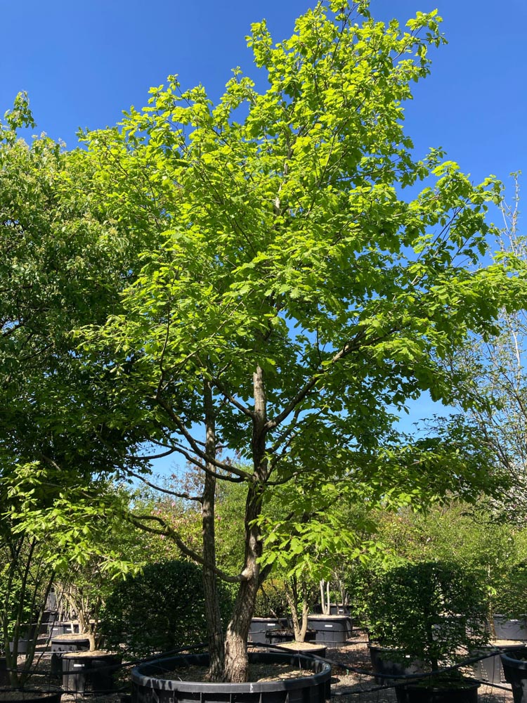 Quercus petraea Wintereik hoogte 500/600 cm in container