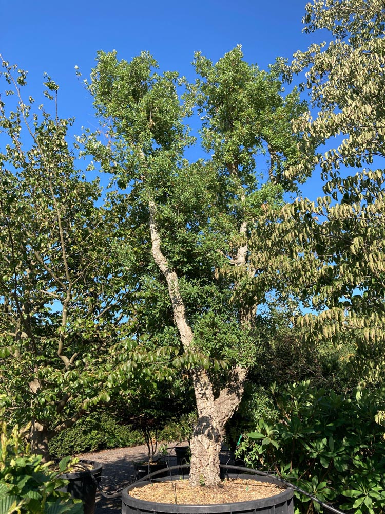 Quercus suber Kurkeik hoogte 500/600 cm in container