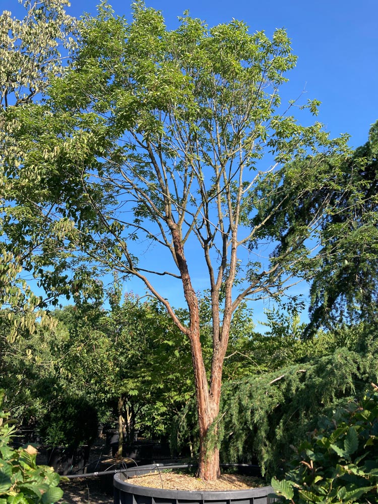 Acer triflorum Drieloobesdoorn hoogte 450/500 cm in container