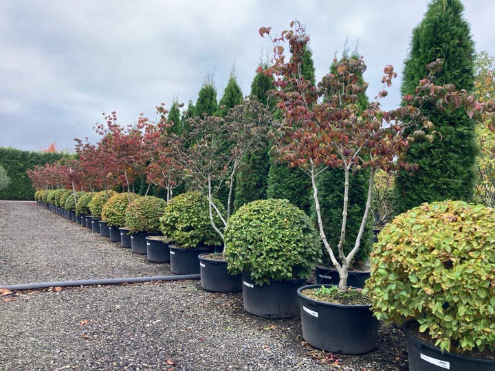 Cornus k. 'Satomi' Japanse bloemkornoelje ‘Satomi’ hoogte 175/200 cm in container