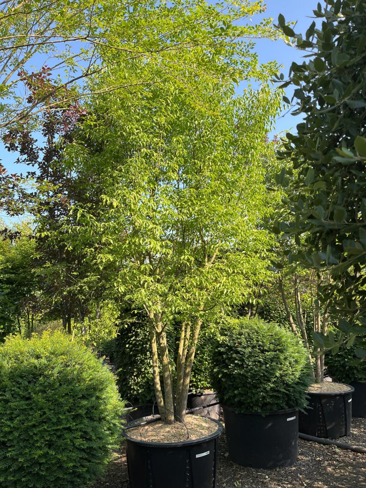 Euonymus phellomanus Kardinaalsmuts hoogte 350/400 cm in container